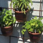 Plant / Veg / Herb Markers - Mini